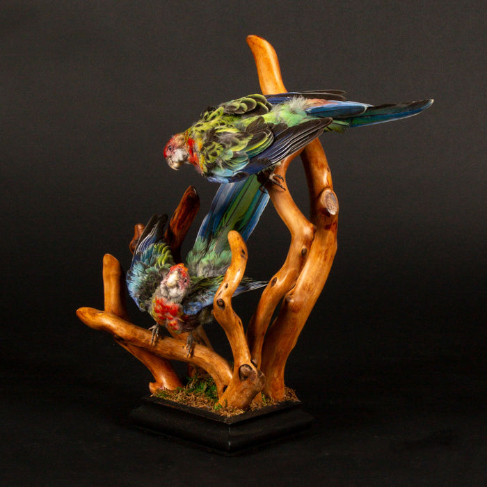 Exquisite Taxidermy Rosellas on Handcrafted Wooden Base