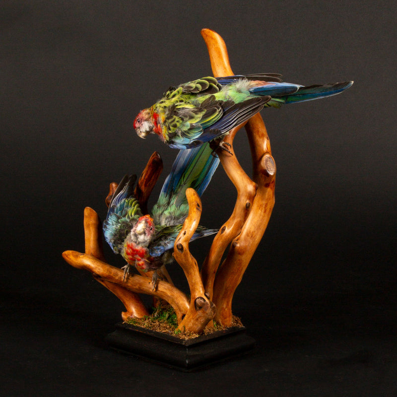 Exquisite Taxidermy Rosellas on Handcrafted Wooden Base
