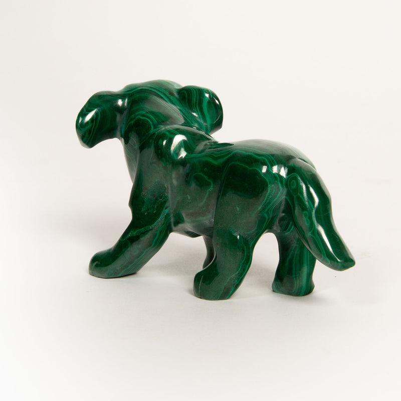 Malachite Dog