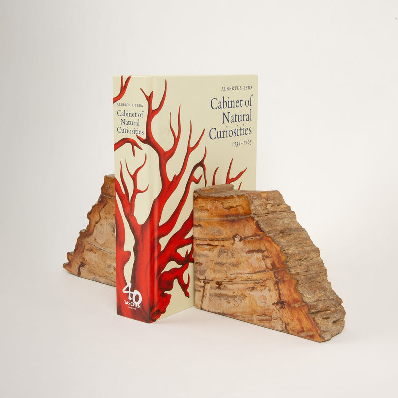 Petrified Wood Book Ends