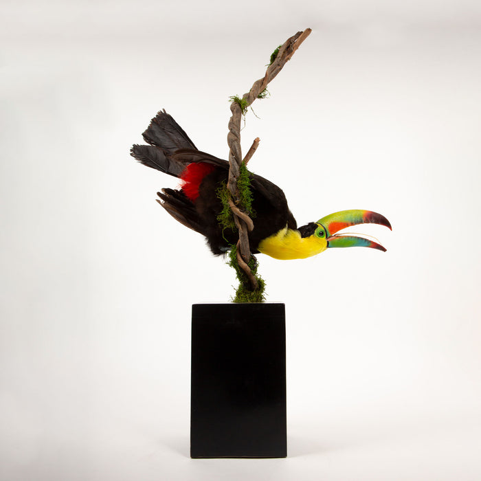 Tropical Flair: Vibrant Taxidermy Keel-Billed Toucan on Display