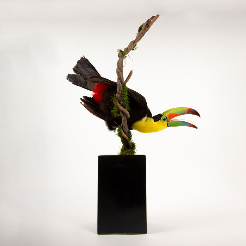 Tropical Flair: Vibrant Taxidermy Keel-Billed Toucan on Display