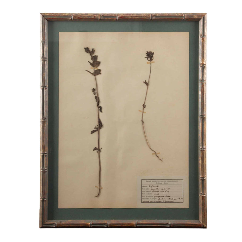 Gilt Framed Herbier Botanical Specimens from the 19th Century on Green Background