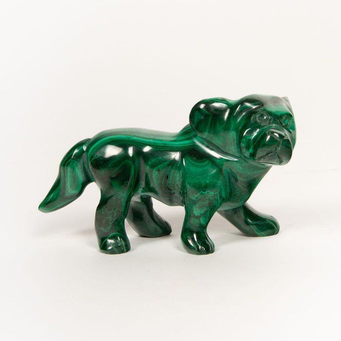 Malachite Dog