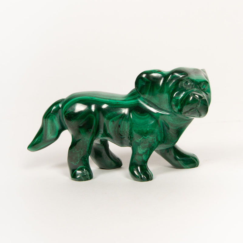 Malachite Dog