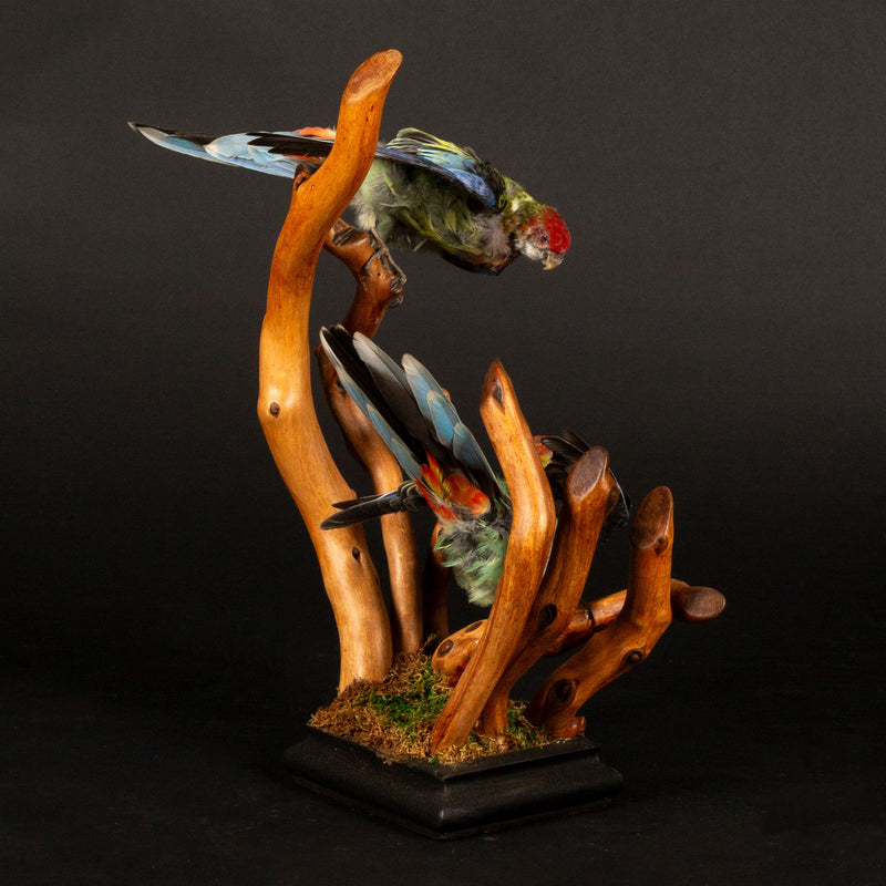 Exquisite Taxidermy Rosellas on Handcrafted Wooden Base