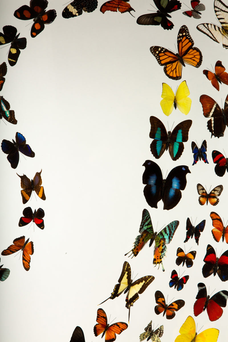 Large Framed Butterfly Swarm - 36" H
