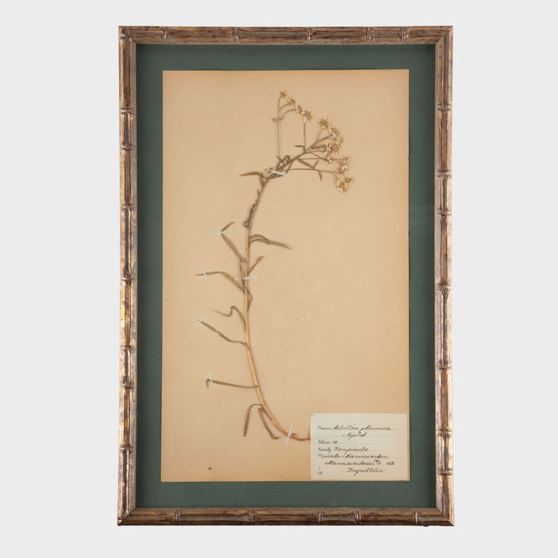 Gilt Framed Herbier Botanical Specimens from the early 20th Century