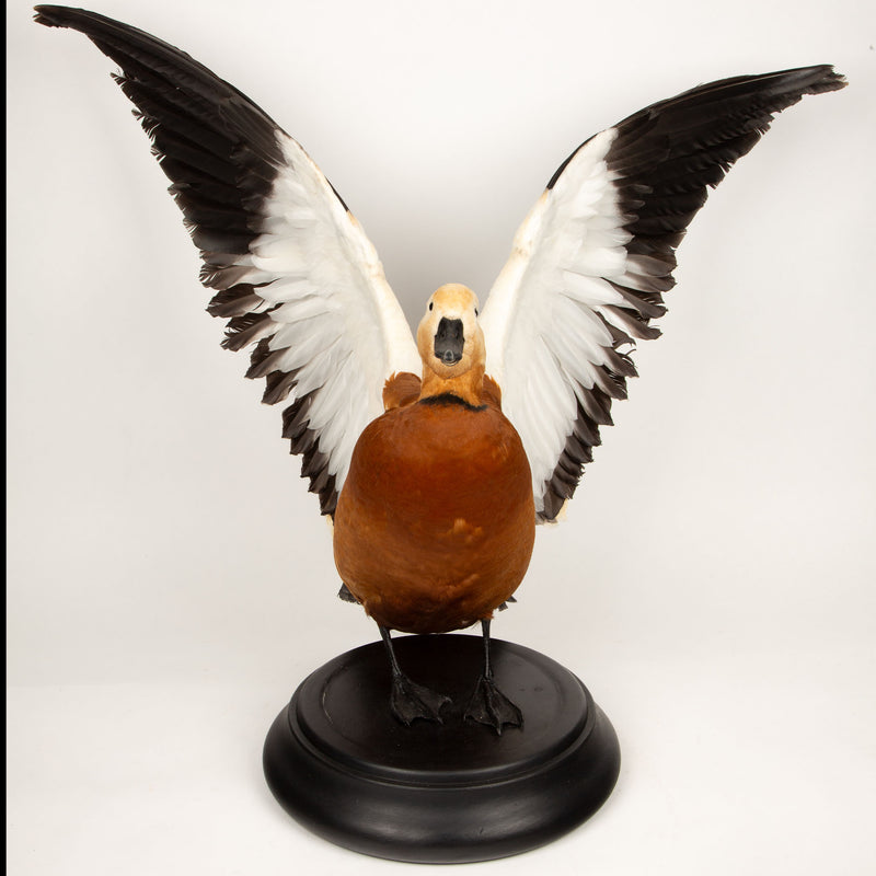 Feathered Flame: Taxidermy Ruddy Shelduck on Sleek Black Base