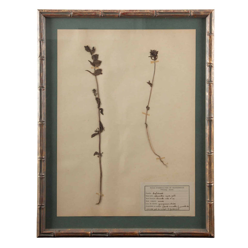 Gilt Framed Herbier Botanical Specimens from the 19th Century on Green Background