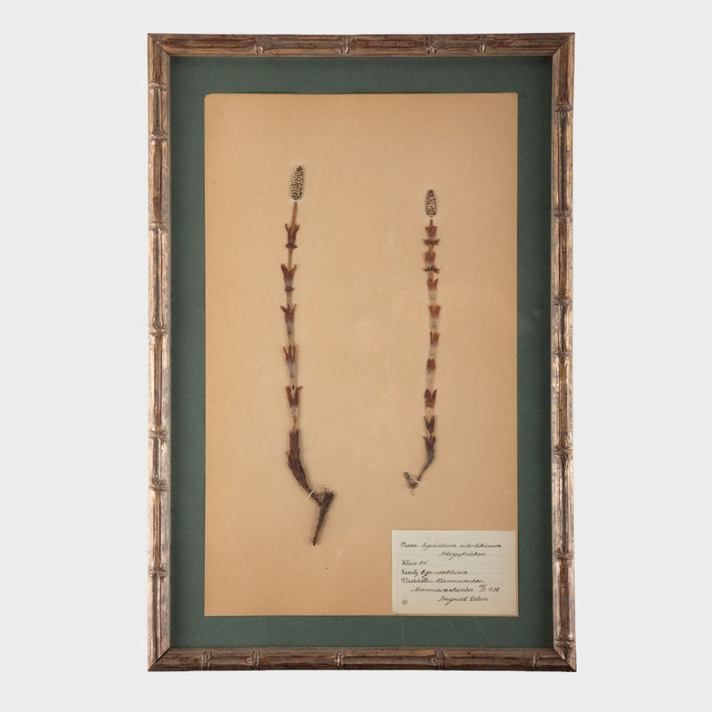 Gilt Framed Herbier Botanical Specimens from the early 20th Century