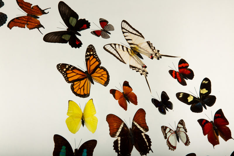 Large Framed Butterfly Swarm - 36" H
