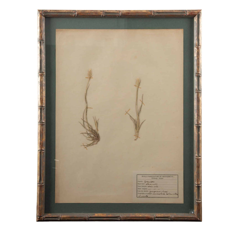 Gilt Framed Herbier Botanical Specimens from the 19th Century on Green Background
