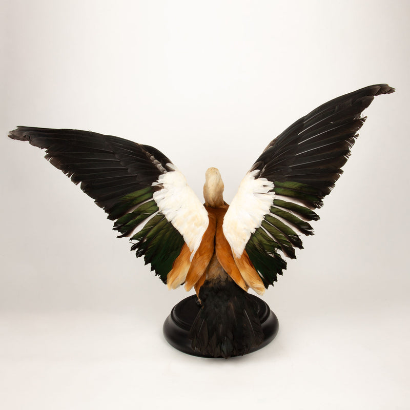 Feathered Flame: Taxidermy Ruddy Shelduck on Sleek Black Base