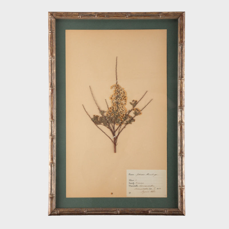 Gilt Framed Herbier Botanical Specimens from the early 20th Century