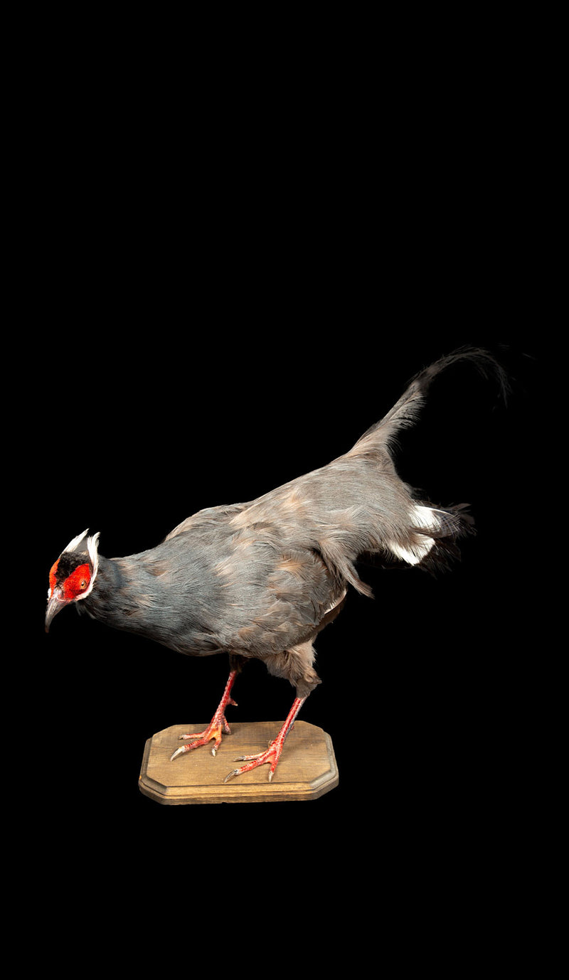 Exquisite Taxidermy Blue Eared-Pheasant