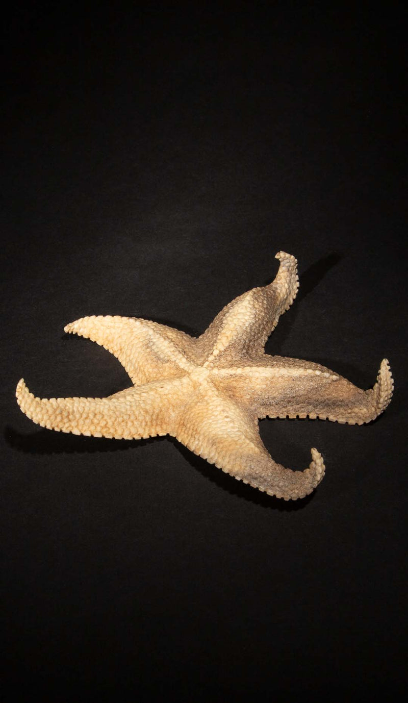 Hand Carved Moose Antler Starfish, 6.5"