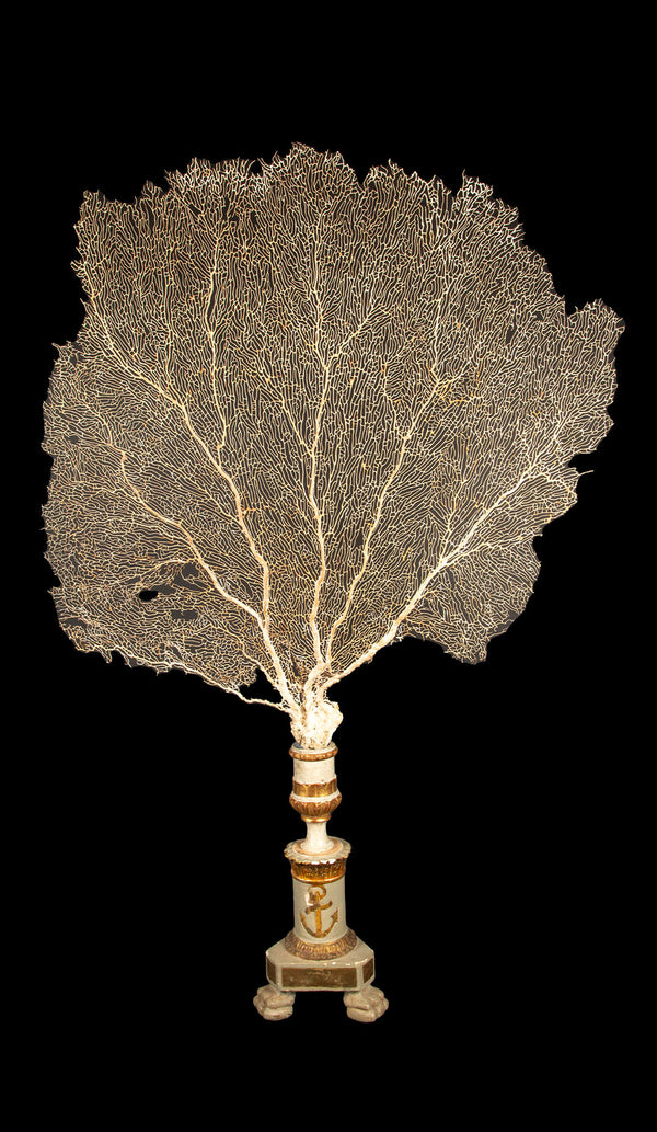 Imposing 19th-Century Gilt Sailor's Pricket with Mounted Natural Sea Fan- 62"H