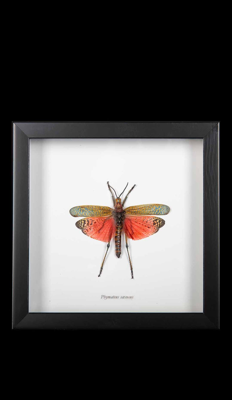 Framed "Phymateos Saxosus" African Grasshopper