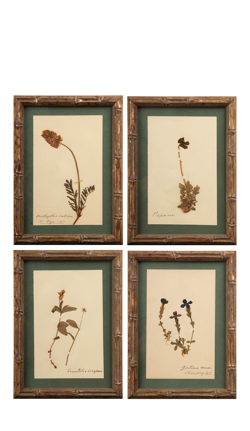 Small Gilt Framed Herbier Botanical Specimens from the 19th Century 9.5" H