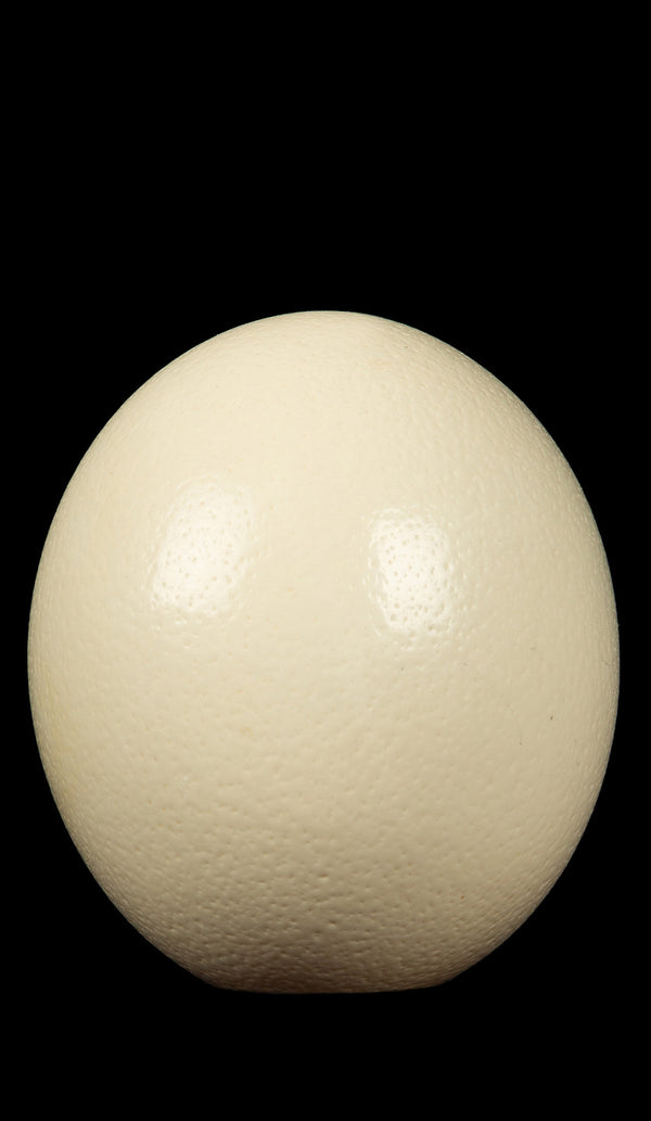 Ostrich Egg
