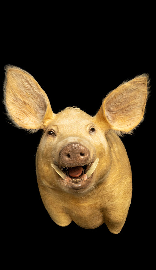 Pig Shoulder Mount Taxidermy