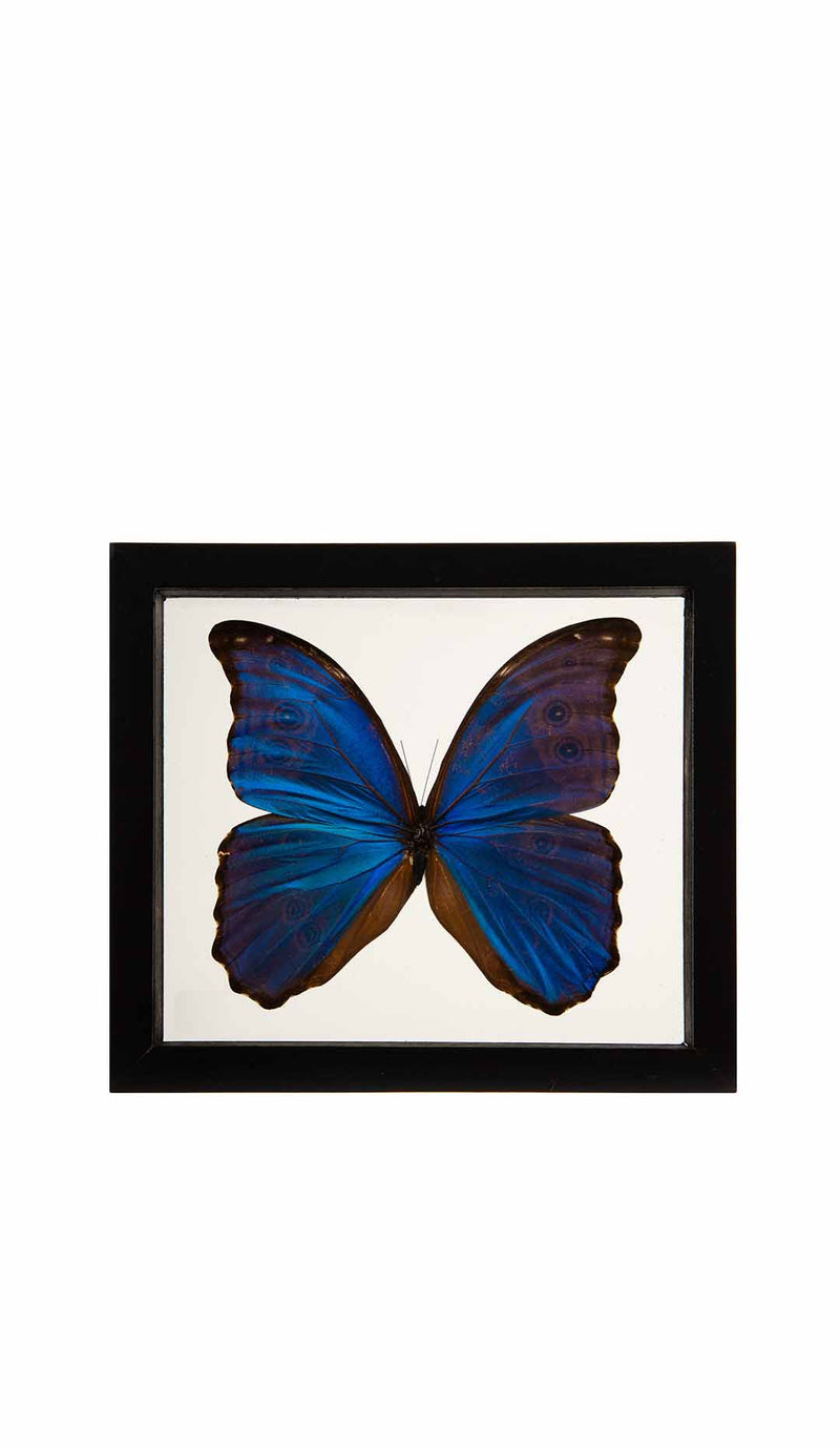 Morpho Didius Butterfly in Double-Paned Glass and Ebonized Frame