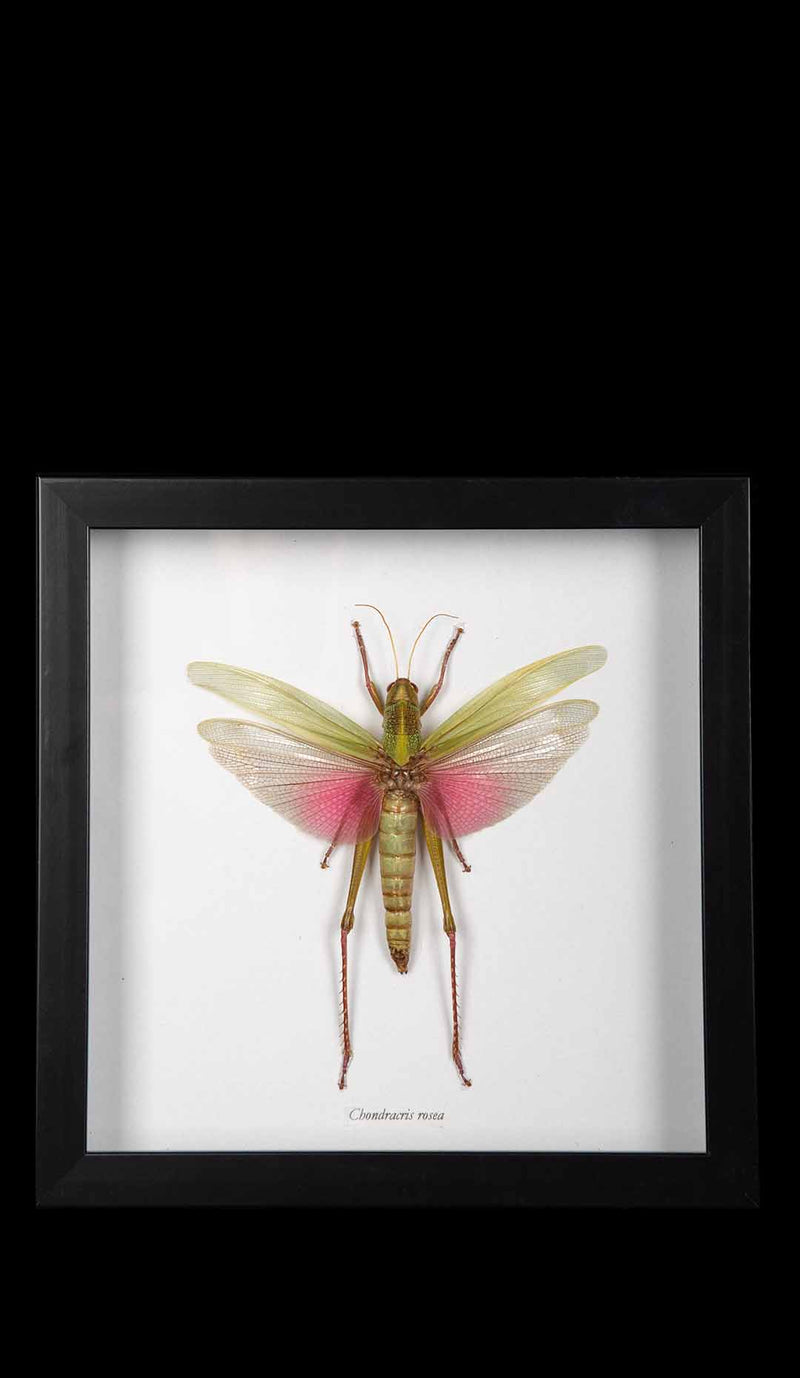 Framed "Chondracris Rosea" Grasshopper