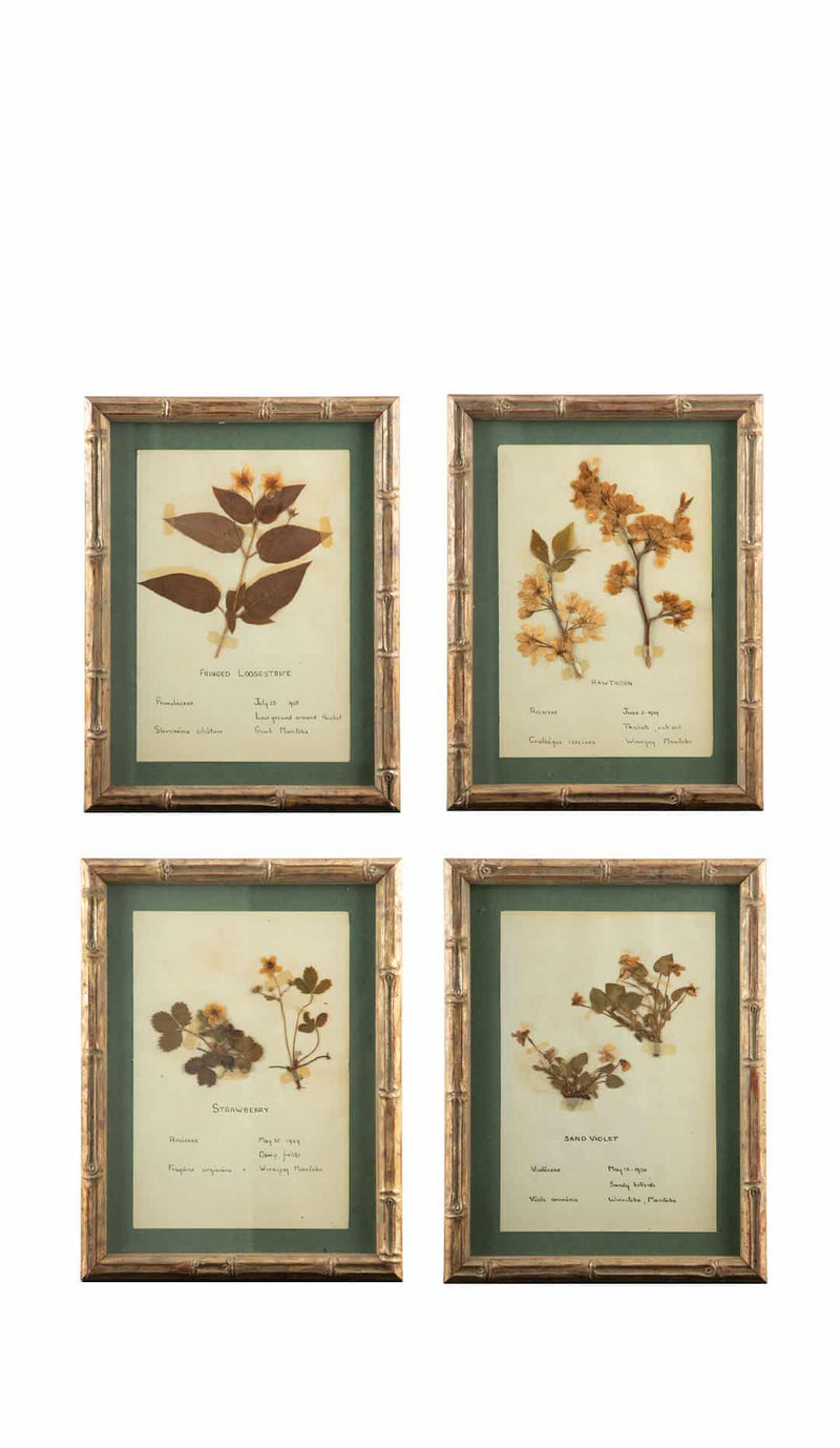 Small Gilt Framed Herbier Botanical Specimens from the 19th Century 10.5" H