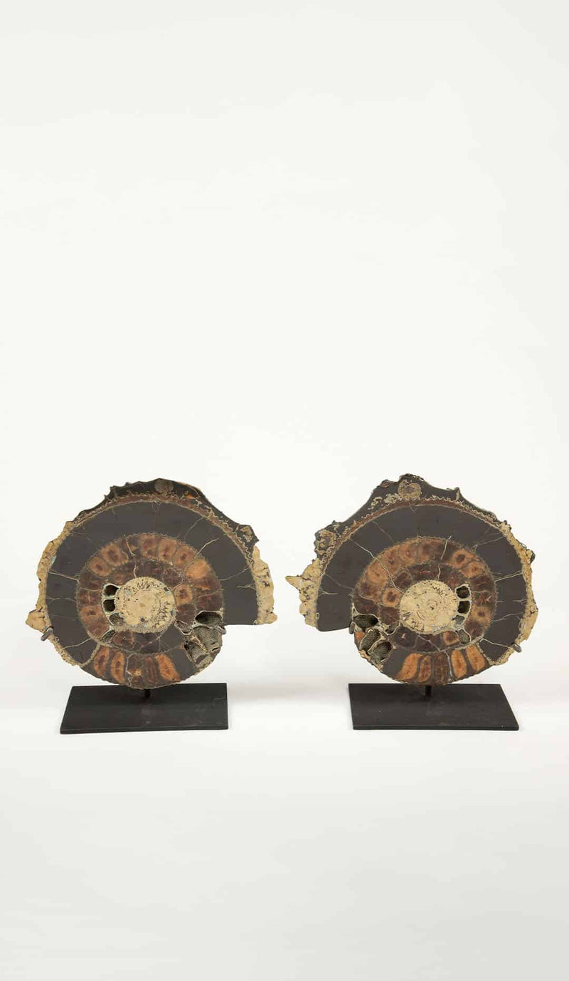 Pair of Mounted Pyritized Ammonites, 12 Inches, Mesozoic Era