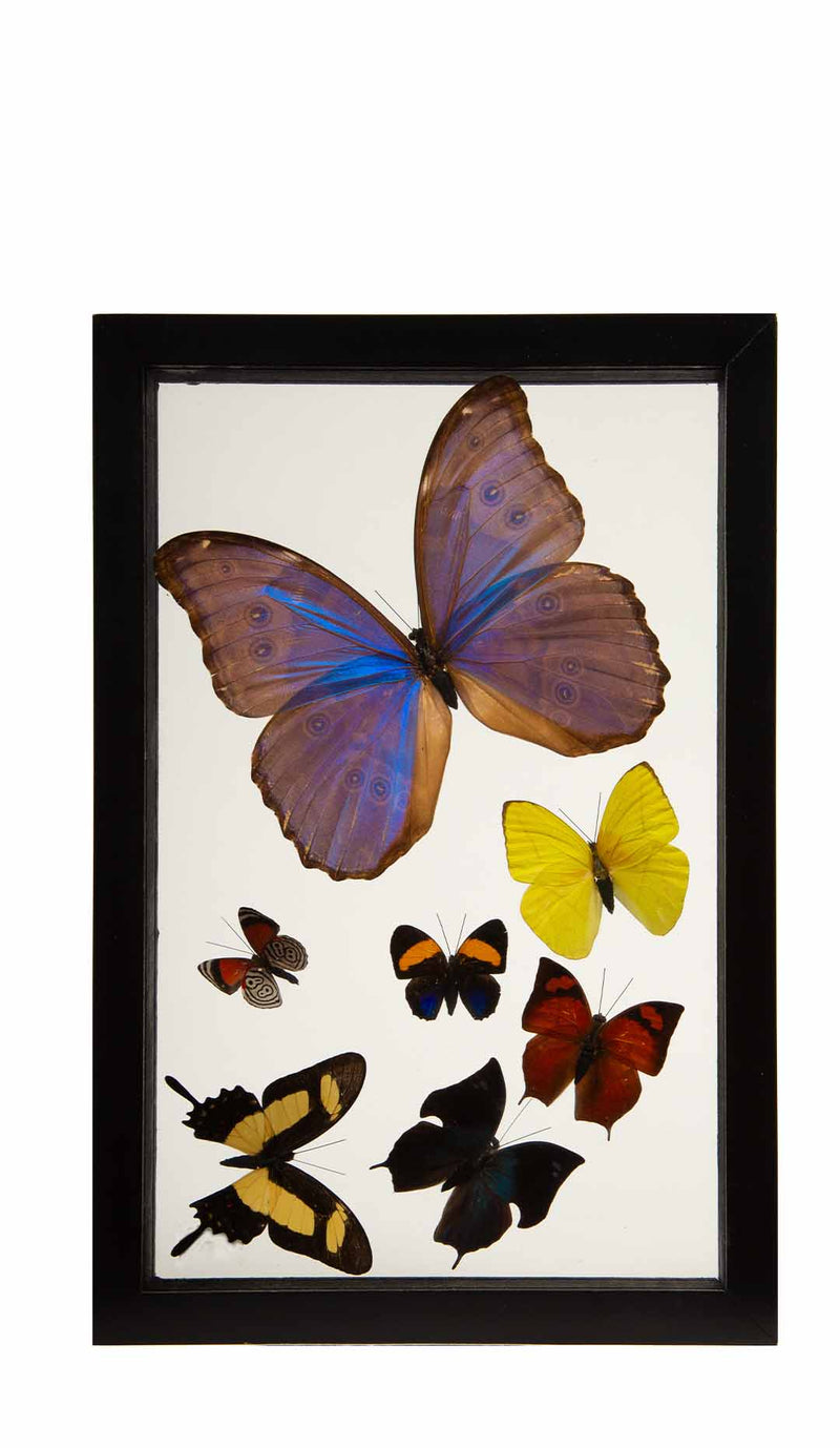 Framed Butterfly Swarm, 11.5" H