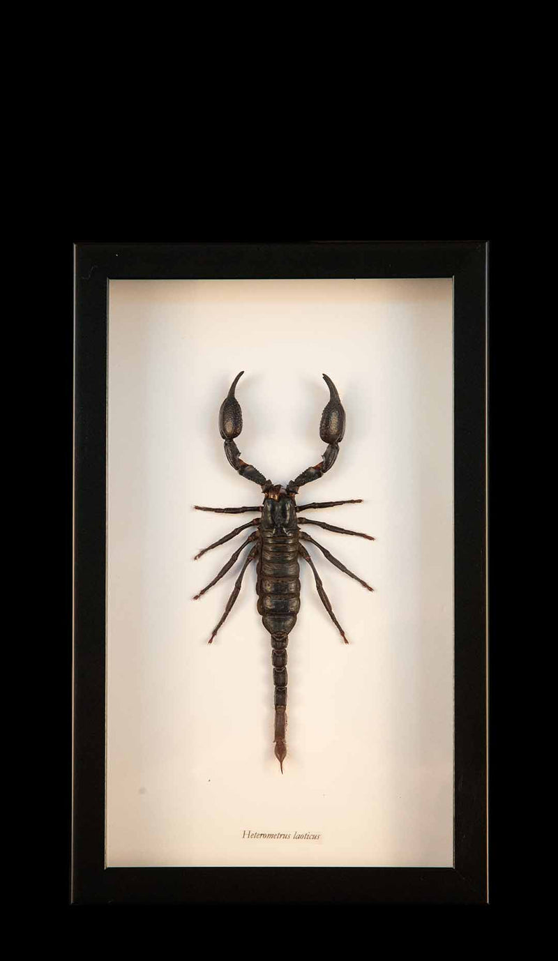 Framed Vietnam Forest Scorpion