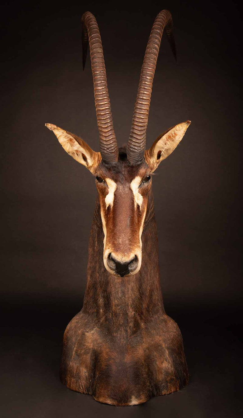 Taxidermy Table Mount Antelope Sable