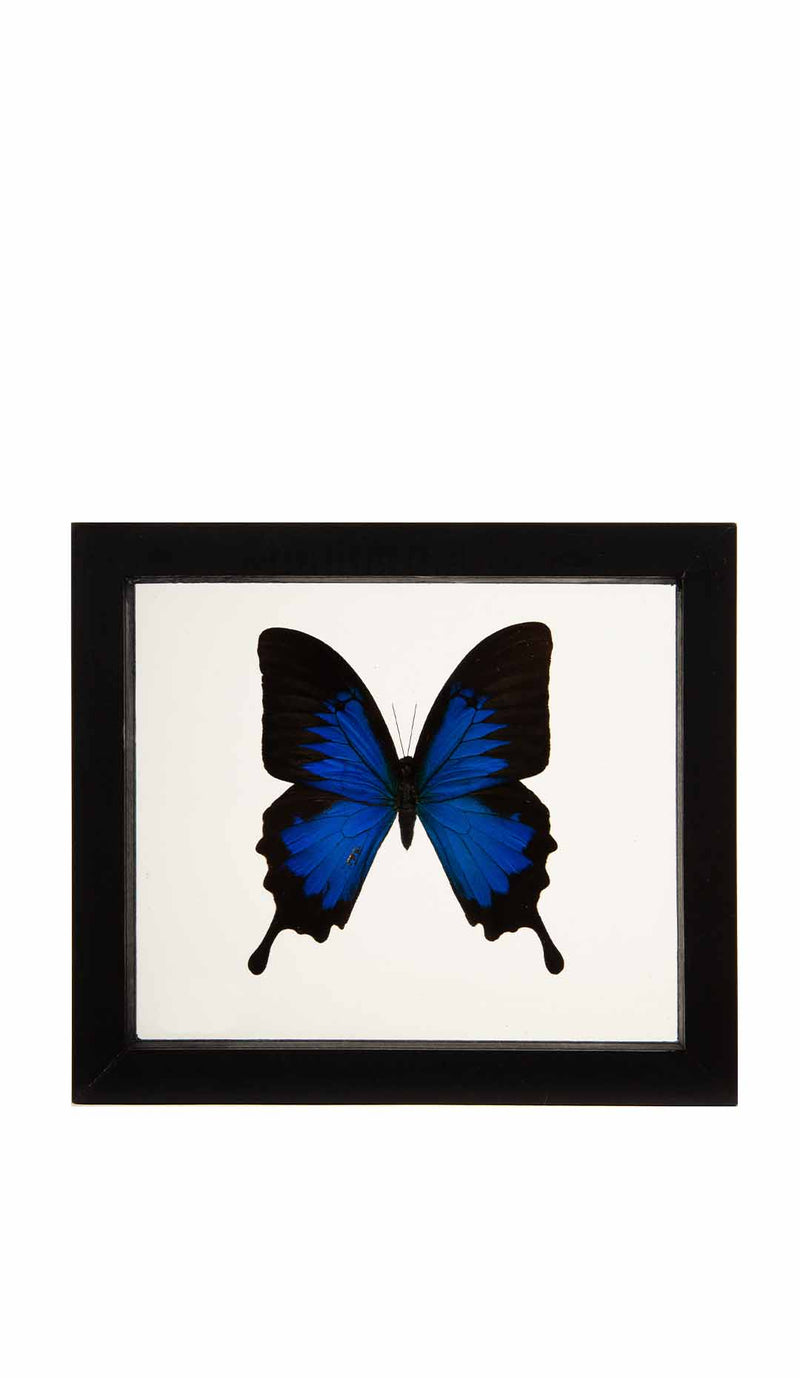 Papilionidae Butterfly in Double-Paned Glass and Ebonized Frame