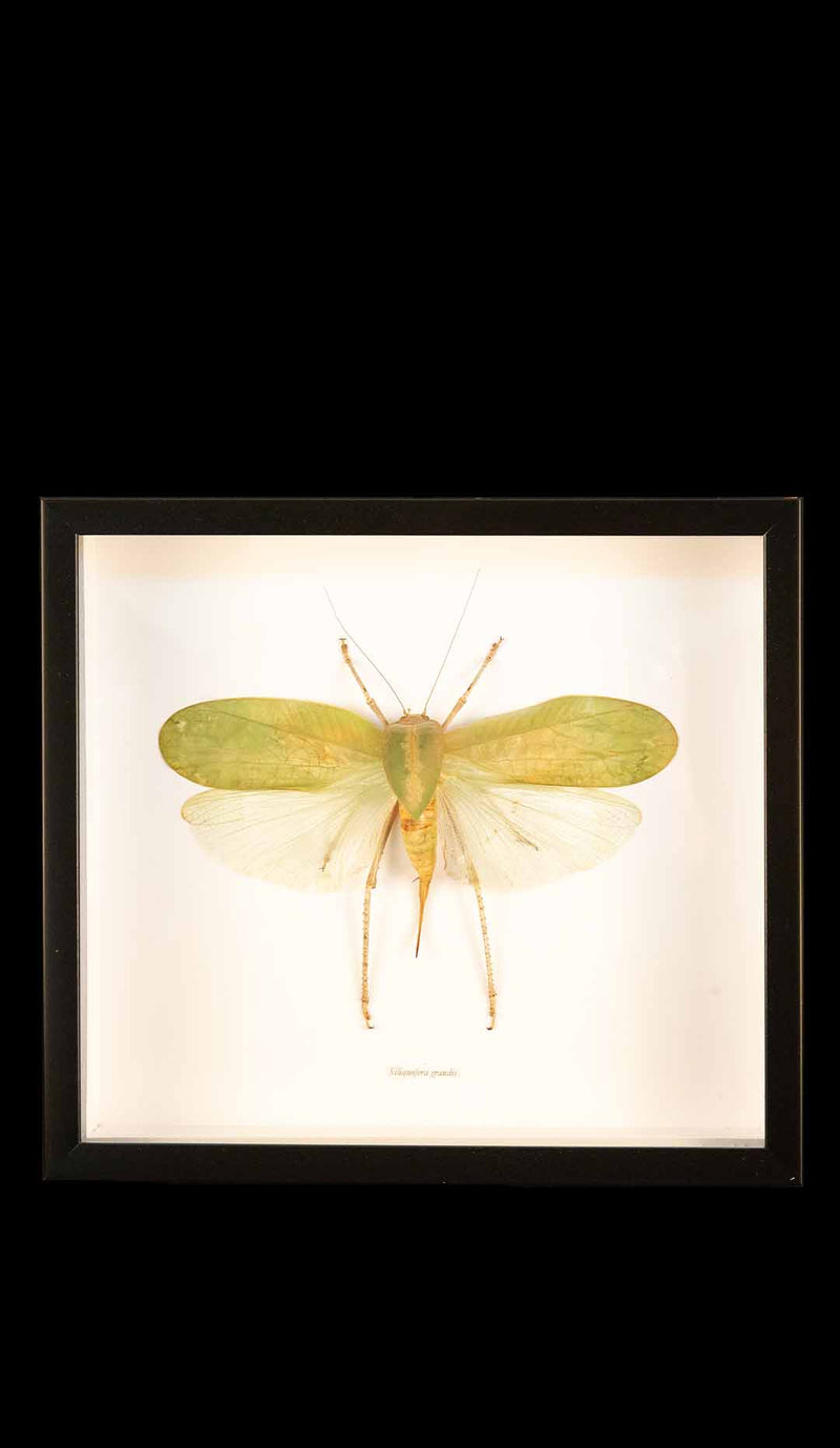 Framed Hooded Katydid
