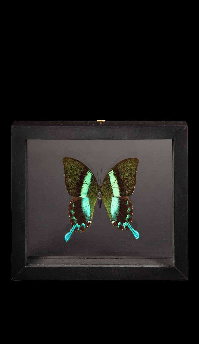 Swallowtail butterfly | Papilionidae Specimen, 6"