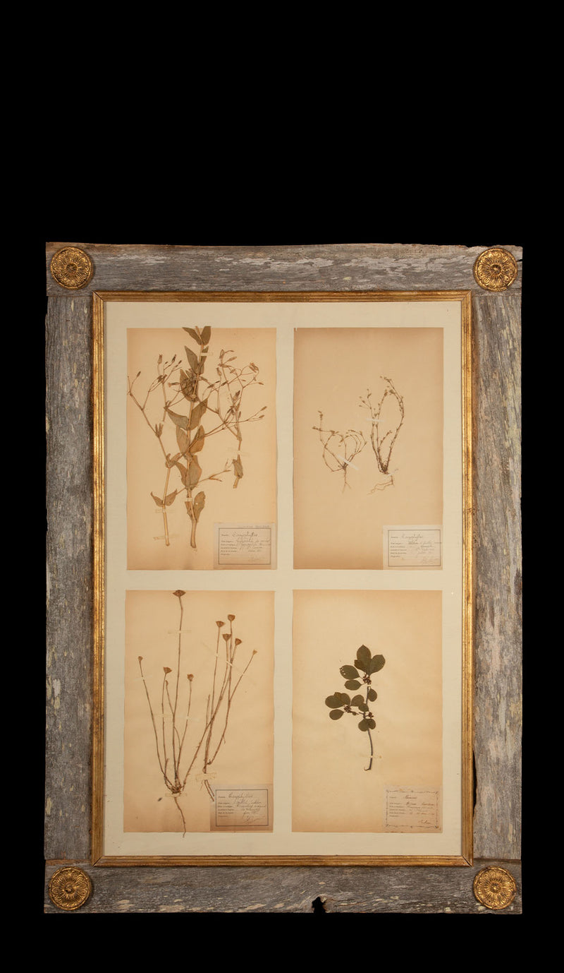 Framed Collection of Four Herbier Specimens in Rustic Barn Wood w/ Gilt Rosettes