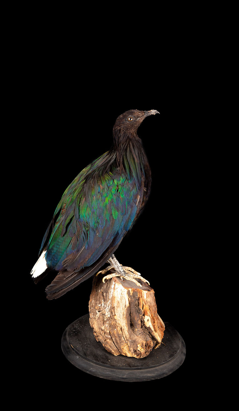 Nicobar Pigeon on Naturalistic Mount