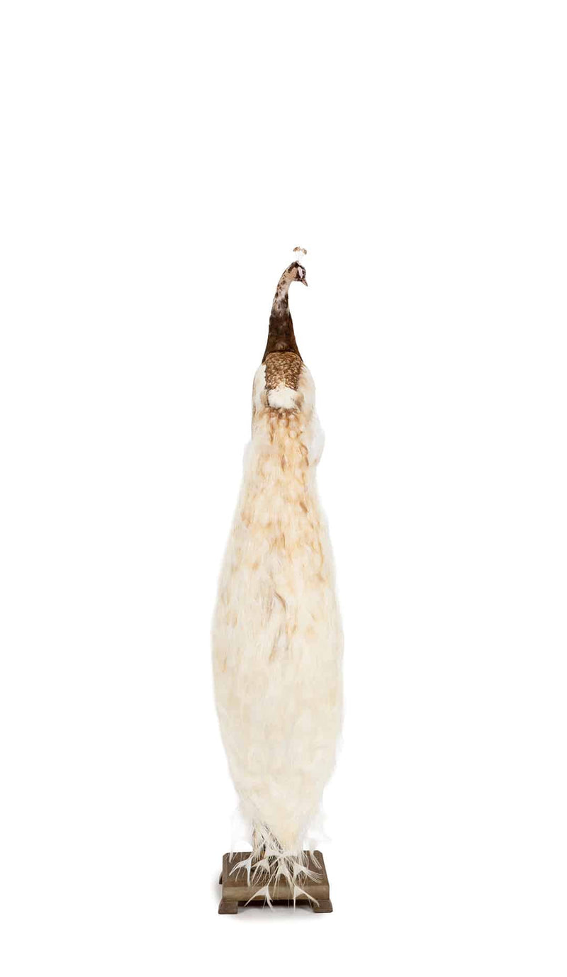 Exquisite Pied Peacock Taxidermy: A Majestic Display of Rarity and Elegance
