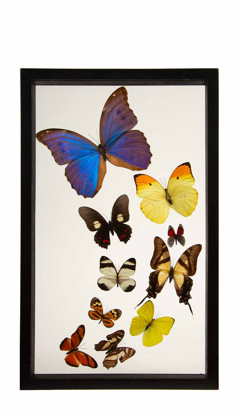 Framed Butterfly Swarm, 15.75" H