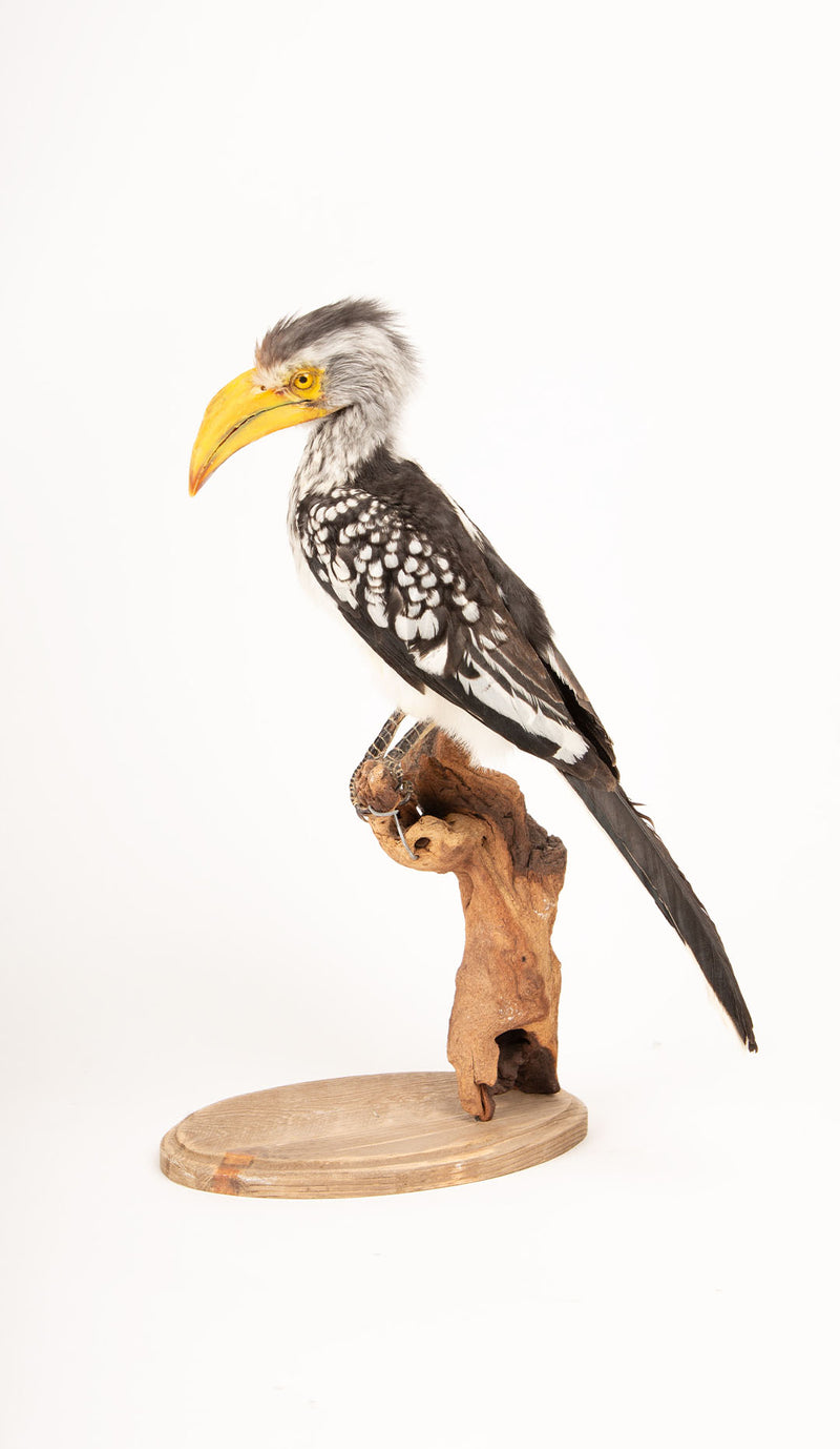 Taxidermy Southern Yellow-billed Hornbill on Driftwood Mount