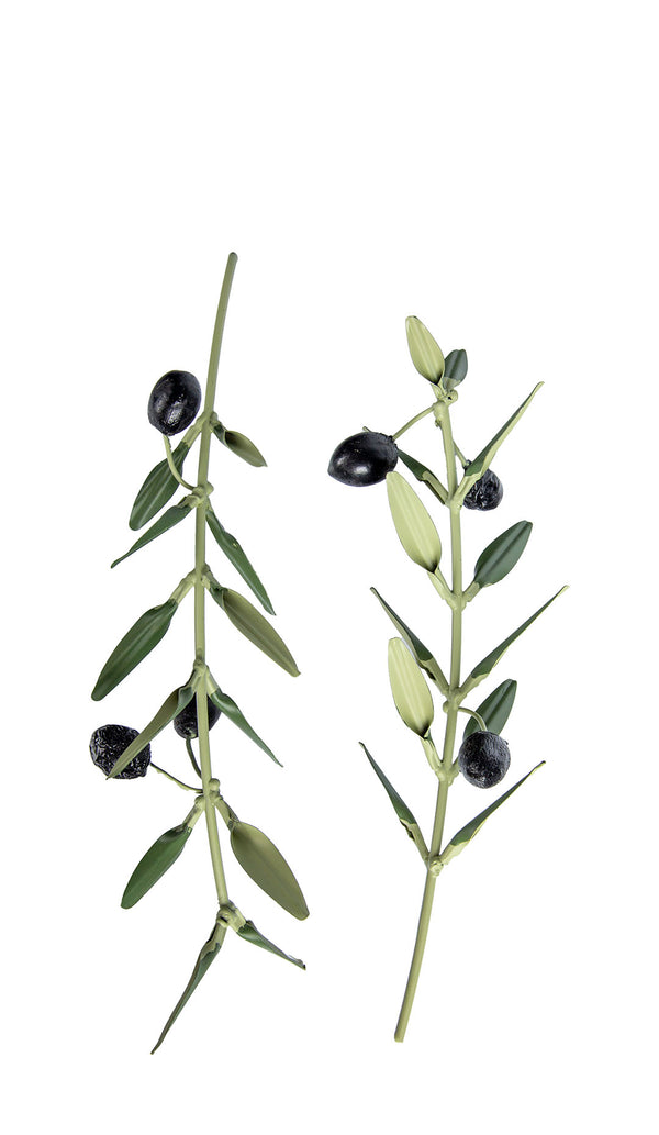Olive Branch