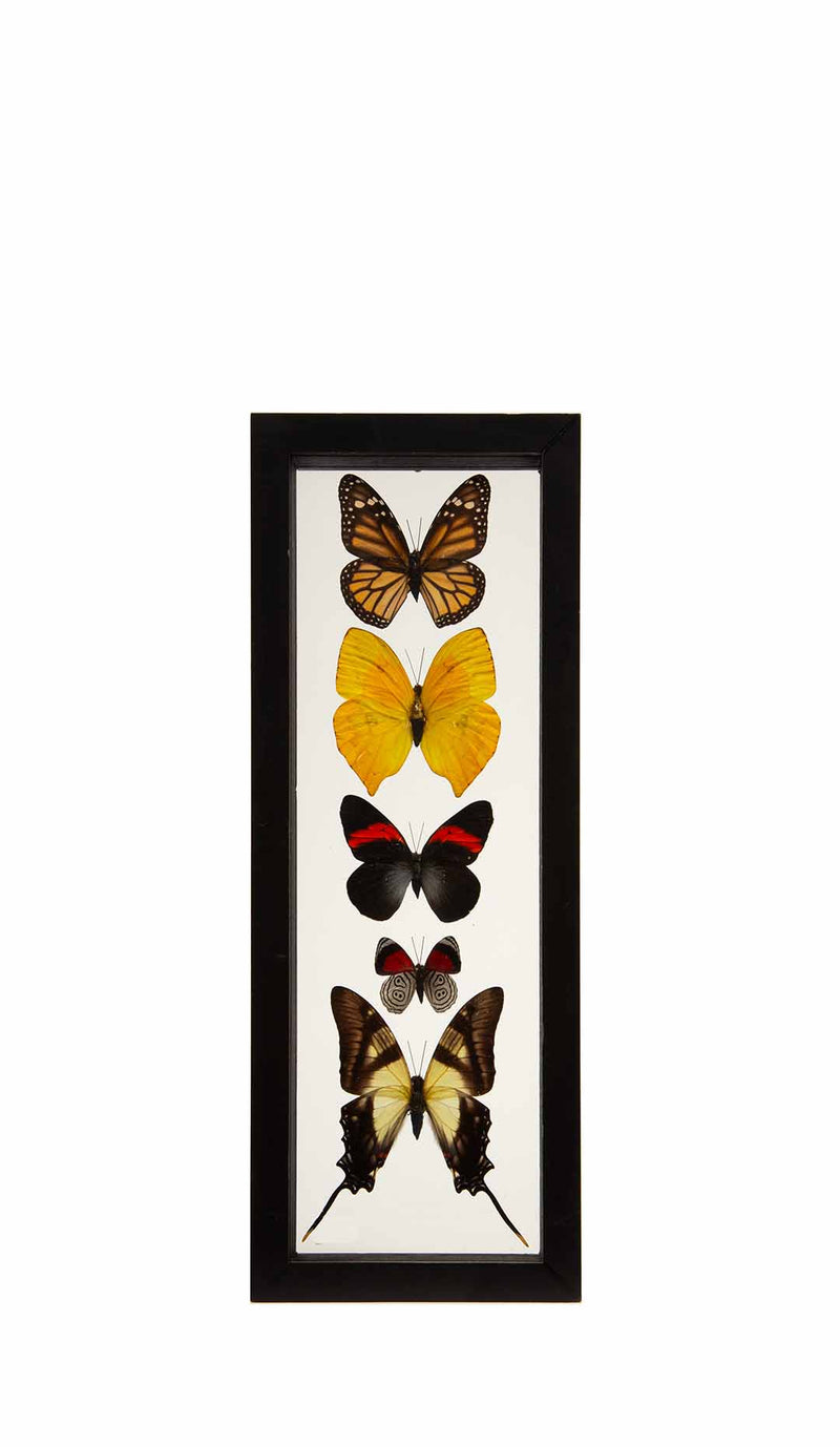 Butterflies in Double-Paned Glass and Ebonized Frame