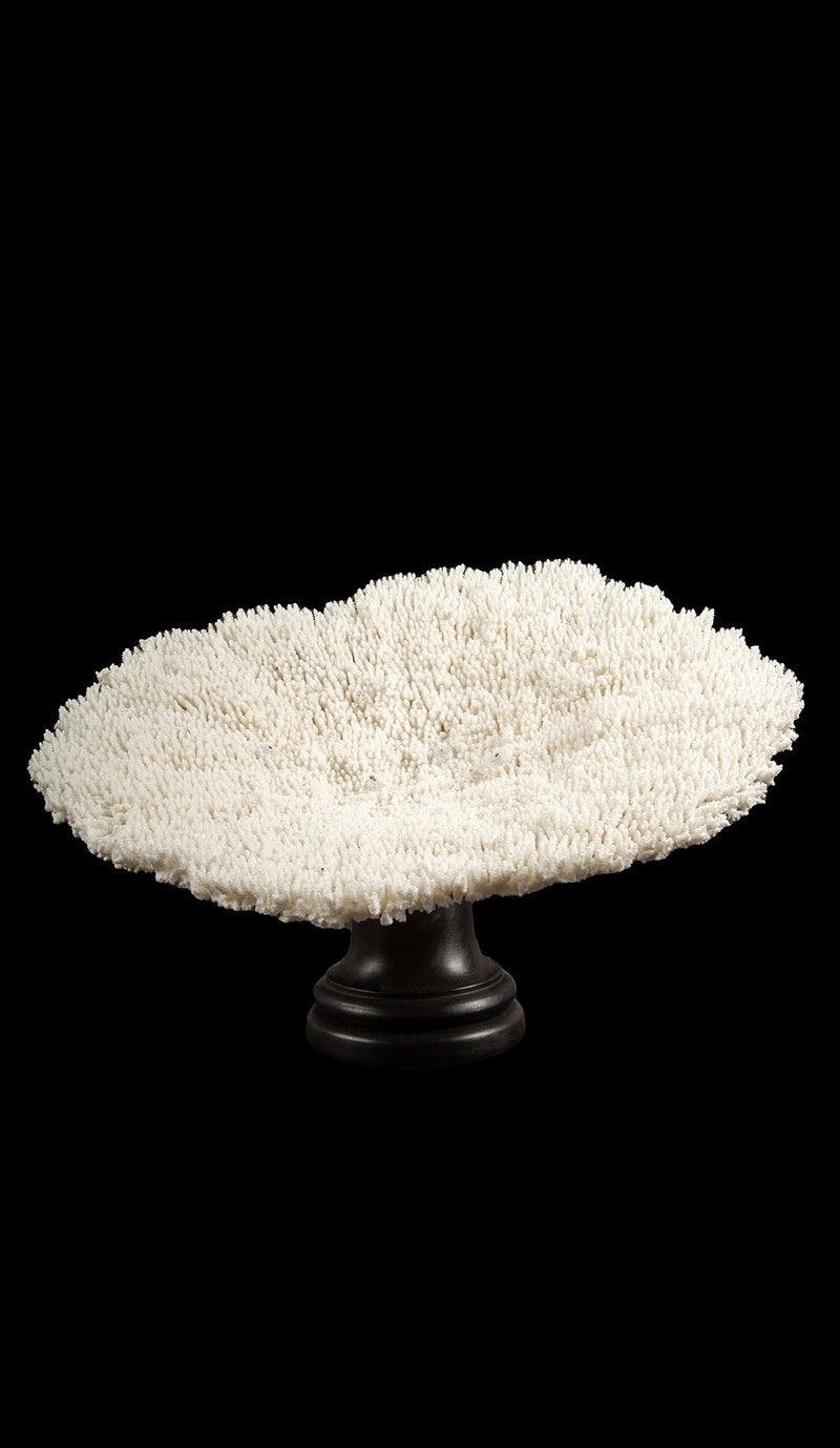 Mounted Table Coral