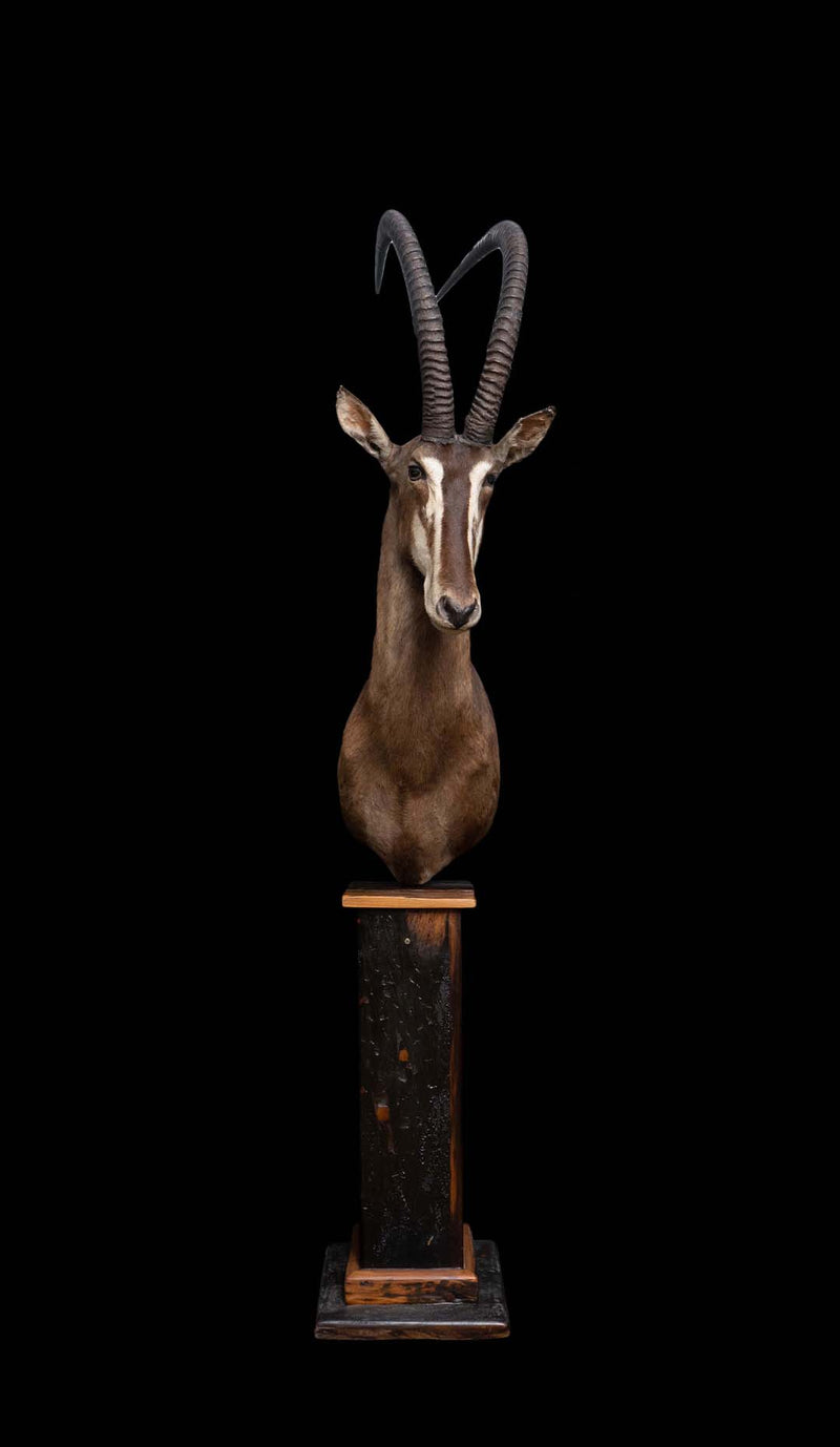 Taxidermy Sable Antelope Pedestal Mount