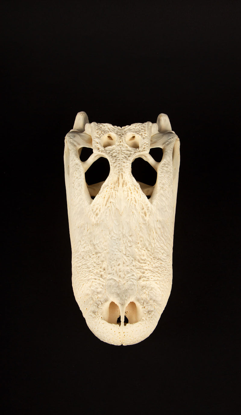 Jaw-Dropping Wonder: 13-Inch Gator Skull