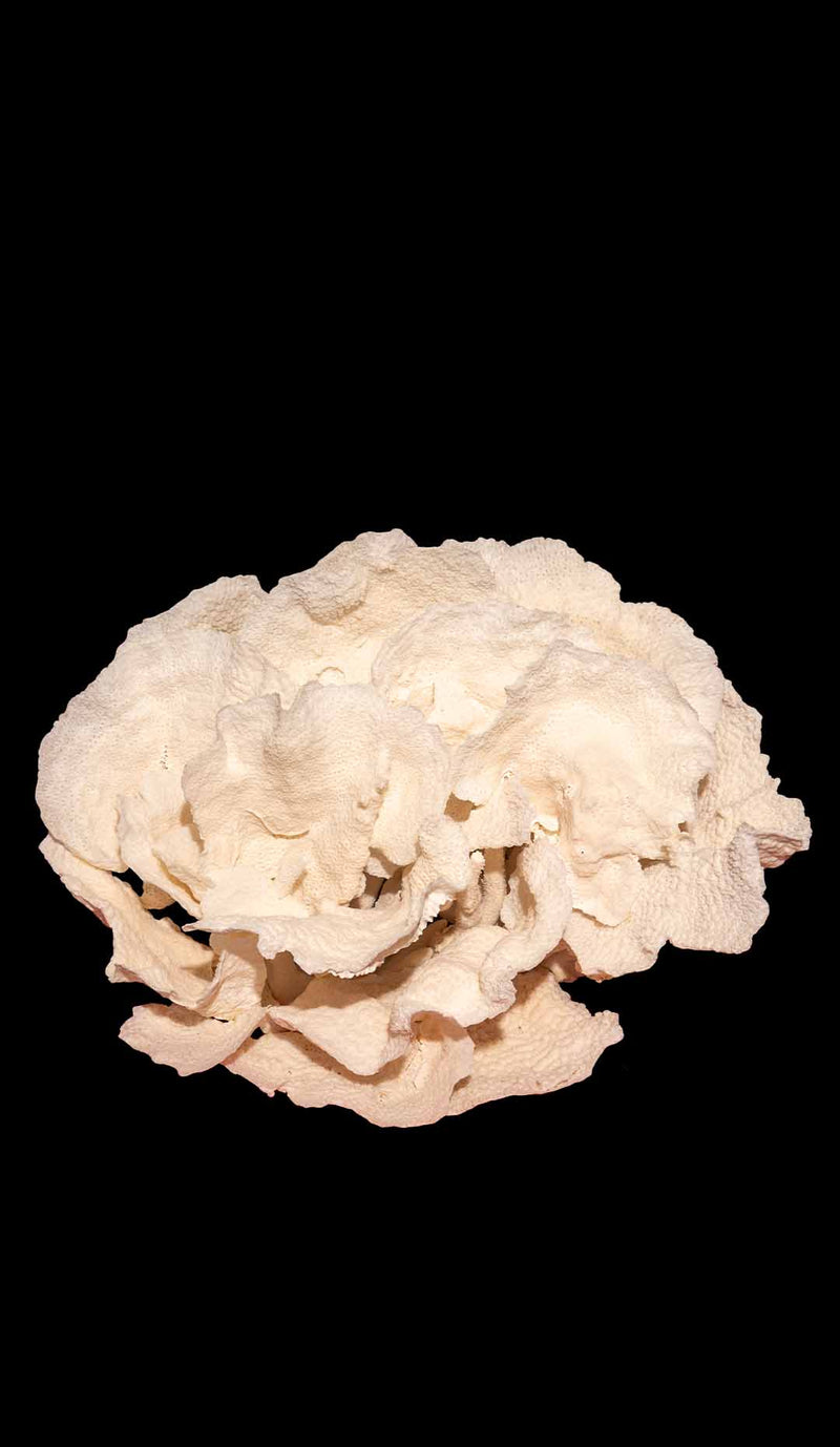 Giant Coral Creation