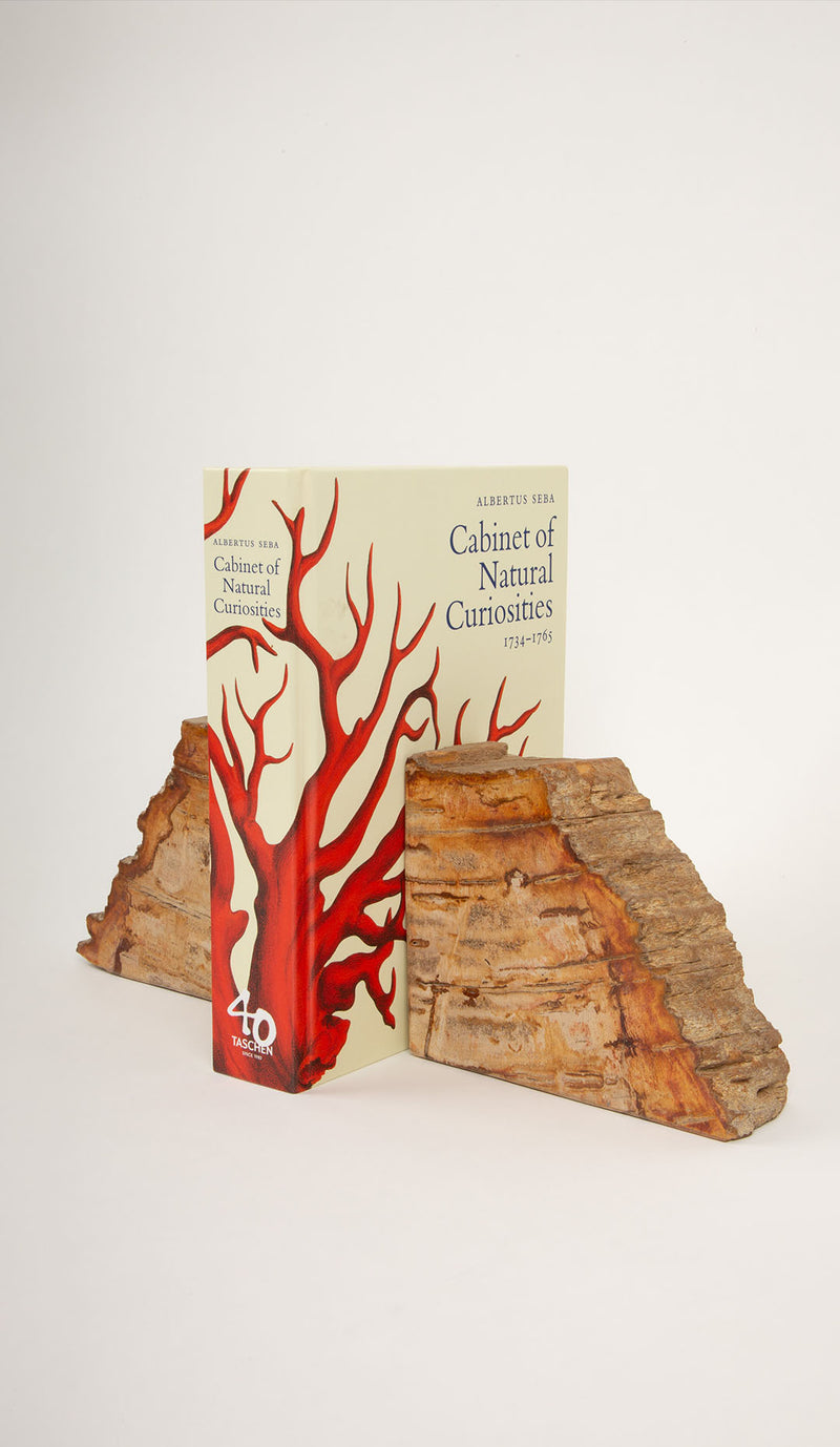 Petrified Wood Book Ends