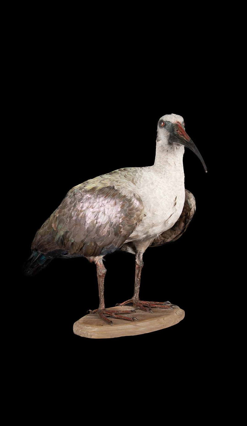 African Sacred Ibis