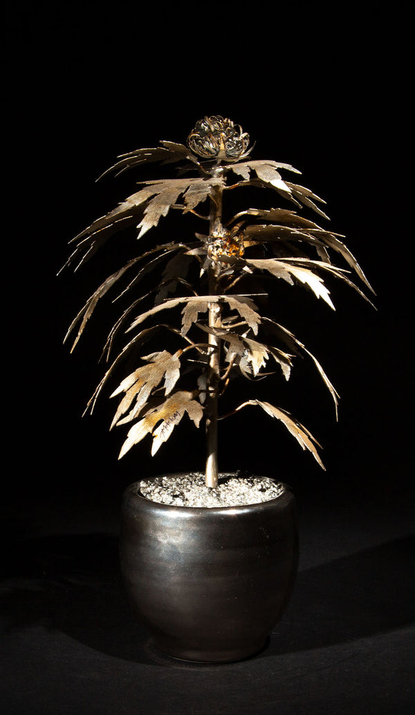 Luxury Leaf: The Silver Haze-Inspired Park Avenue Pot Plant